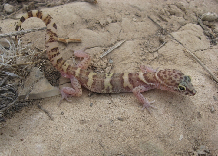 Desert Banded Gecko